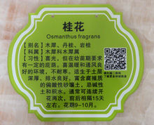 亞克力樹木花草標牌